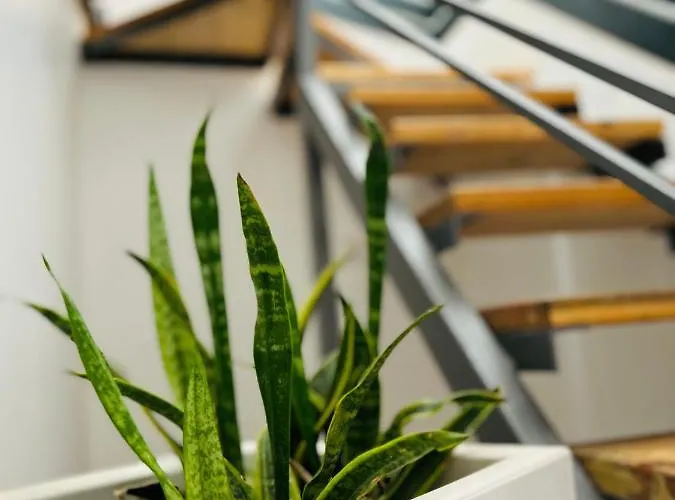 Hillview Duplex Penthouse Apartment *